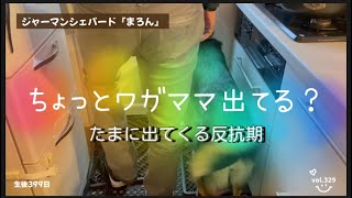 【ジャーマンシェパードの訓練】ちょっとまた反抗期？サボり気味だった訓練再開。なんちゃって訓練でよくなるかな？