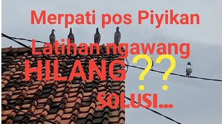 Merpati pos Piyikan  latihan ngawang HILANG ????