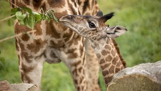 Giraffe Calf (August 16, 2017)