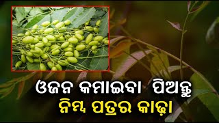 ଓଜନ କମାଇବା ପାଇଁ ଆଉ ଚିନ୍ତା କରନ୍ତୁ ନାହିଁ, ପ୍ରତିଦିନ ପିଅନ୍ତୁ ଏହି ପତ୍ରର କାଢ଼ା ||Knews Odisha