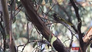 Regent Honeyeater bird in danger of losing its song (Australia) - BBC News - 17th March 2021