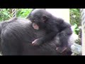 リュウ家族と双子ガール 211 ryu family u0026 twin girls chimpanzee