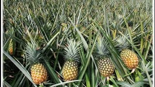 How to plant Pineapple #ម្នាស់ #ឃុំព្រែកជីក #ស្រុករុក្ខគិរី #ខេត្តបាត់ដំបង