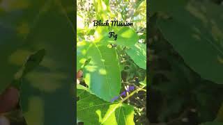 Black Mission Fig growing in zone 9b May 16, 2023 figs growing from breba crop in abundance! love it