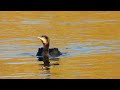 cormorant washing