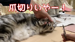 爪切りを断固拒否する猫とめちゃくちゃな言い訳をする猫！おしゃべりペット