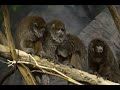 bolivian grey titi monkey