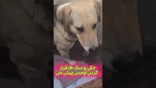 فرار جکی از ماموران شهرداری 🐶 #سگ ها پیش من قایم شدن 💔