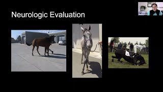 Five tips for keeping your horse sound - Cornell Vet Equine Seminar Series, June 2021