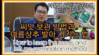 씨앗 보관방법과 여름상추 발아시키는방법  How to keep seeds and Summer lettuce germination method