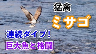 猛禽ミサゴが連続ダイブ！巨大魚と格闘。結果は？［Osprey］