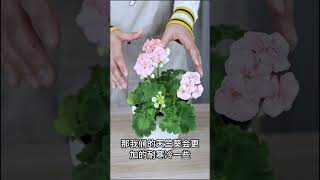 天竺葵冬天这么养，不仅不休眠，还能爆开花