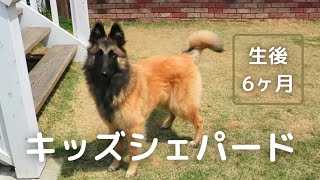 【ルル日記#2】赤ちゃんからキッズに成長していた♡生後6ヶ月｜ベルジアンシェパードドッグ｜犬の記録｜vlog