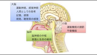 MRIの画像の見方について