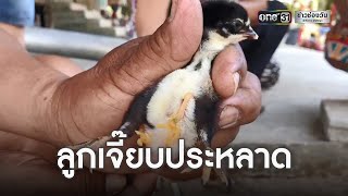 เกิดมาเพิ่งเคยเจอ! ลูกเจี๊ยบประหลาด 4 ขา 16 นิ้ว | ข่าวเช้าช่องวัน | ข่าวช่องวัน