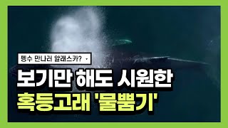 혹등고래 시원한 물뿜기 … 펭수 만나러 알래스카 가니?(Humpback whale 'mugs' boat off California coast) | cbcworld