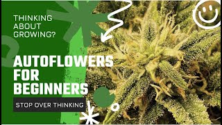 How To Grow Autoflower - Beginners Guide Just Get Started, Stop Over Thinking It !