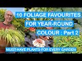 10 FOLIAGE FAVOURITES FOR YEAR-ROUND COLOUR – Part 2: MUST-HAVE PLANTS FOR EVERY PATIO & GARDEN