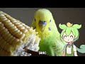 もっとセキセイインコについて知ろう！