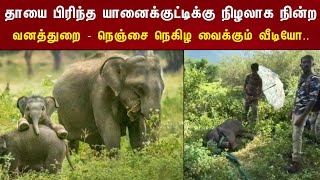 தாயை பிரிந்த யானைக்குட்டிக்கு நிழலாக நின்ற வனத்துறை | நெஞ்சை நெகிழ வைக்கும் வீடியோ.