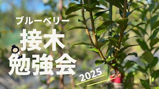 [ブルーベリー]接木勉強会のお知らせ