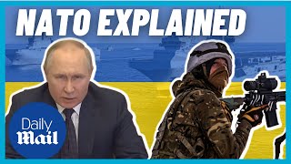 NATO explained: What is NATO's role in Russia-Ukraine war and what is Putin's view?