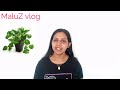 മണി പ്ലാൻറ് വളർത്തുന്നത് ഗുണമോ ദോഷമോ.. facts about money plant stay healthy and wealthy