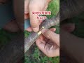 an all purpose method for grafting fruit trees in autumn 秋季果樹嫁接的萬能方法，成活率高，操作簡單易學 shorts