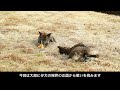 琉球犬mix達の謎の可愛い遊び【ワンプロ】