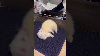 むちむちボディなフェレット#shorts #ferret #cuteanimals