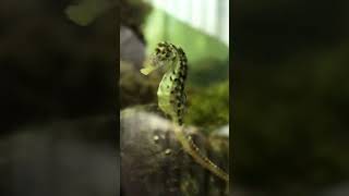 The Knysna seahorse is endemic to the Southern Cape. #Knysna #gardenroute @sanparks