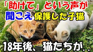 訪問看護中に「助けて」という声が聞こえて保護した4匹の子猫。１８年後、猫たちが伝えてきたことに驚いた【猫の不思議な話】【朗読】