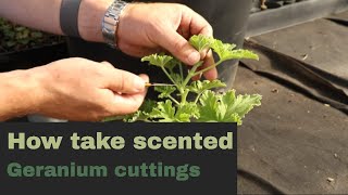 Propagating Scented Geraniums or Pelagoniums EP178 - 5 Minute Friday