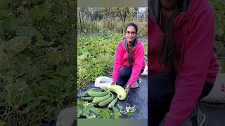 అమెరికా లో మా ఆర్గానిక్ కూరగాయల పంట #organic #gardening #usa #teluguvlogs #harves @adoreamigas