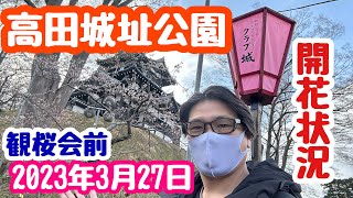 2023年3月27日 高田城址公園の桜🌸開花状況 観桜会前 新潟県上越市