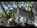 Chobe safari tour Botswana