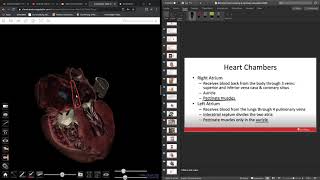 Anatomage Table: Heart internal structures