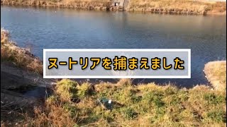 【有害鳥獣駆除】ヌートリアを捕獲しました、、本音もポロリ。。。