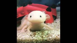 Axolotl-Aksolotl #aksolotl #axolotl #balıkavı #fish #fishing #Ahorōtoru #aholloteul #akshatantu #omg