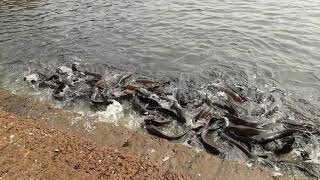 FEEDING CAT FISH IN POND AT THIRUVACHIRA TEMPLE.