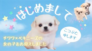 【子犬お迎え】チワワ✖️ペキニーズの女の子をお迎えしました