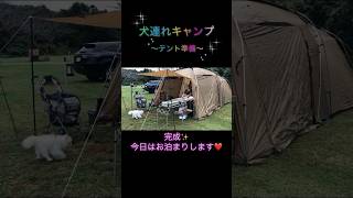 【犬連れキャンプ】テント準備〜　#ポメラニアン #shorts