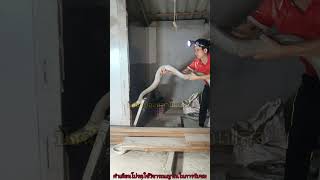 #Kingcobra#snake#nature   #super#fyp#reels#งูจงอาง          #งูใหญ่#Thailand