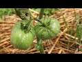 heirloom tomatoes garden tour 14 varieties