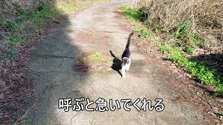 月齢9ヶ月の猫と散歩