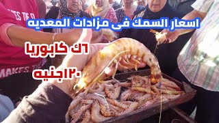 احلى وارخص مزاد سمك فى المعديه ٦ك كابوريا ١٢٠جنيه يابلاش