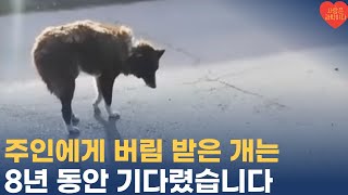 8년 동안 주인을 기다린 개