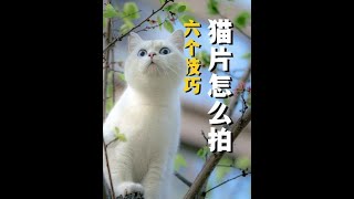 #摄影 #猫 #摄影入门 #铭匠 #摄影教学