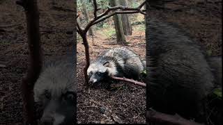 A calm raccoon release for capture failure.