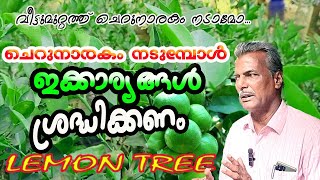 വീട്ടുമുറ്റത്ത് ചെറുനാരകം നടാമോ; ശ്രദ്ധിക്കേണ്ട കാര്യങ്ങൾ